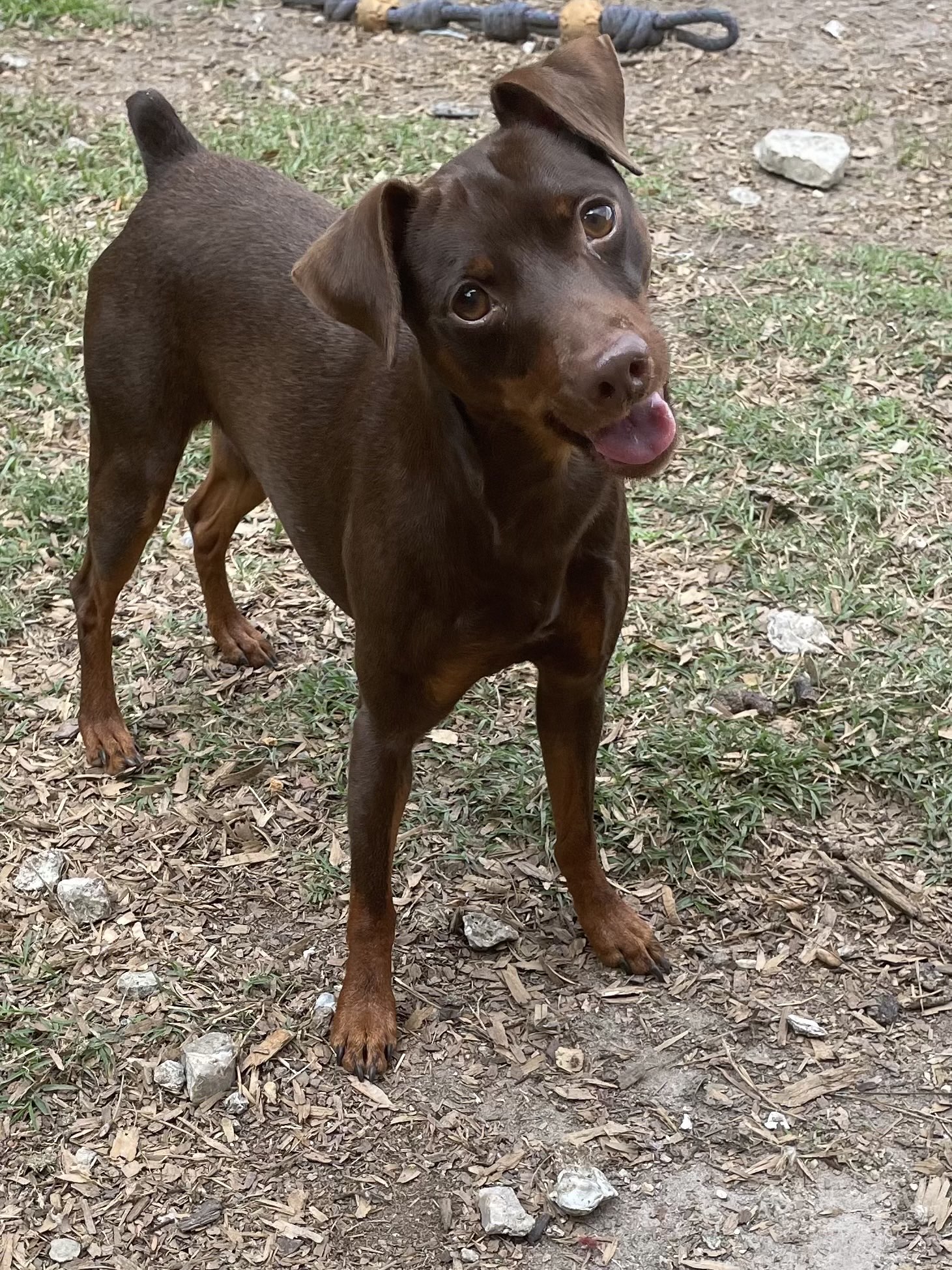 Cayenne - Miniature Pinscher Grandparent Sire at MinPinKingdom