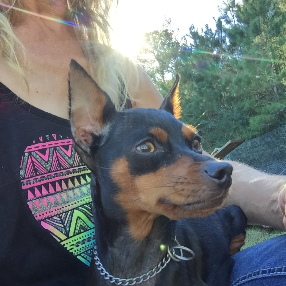 Diva - Miniature Pinscher Grandparent Dam at MinPinKingdom