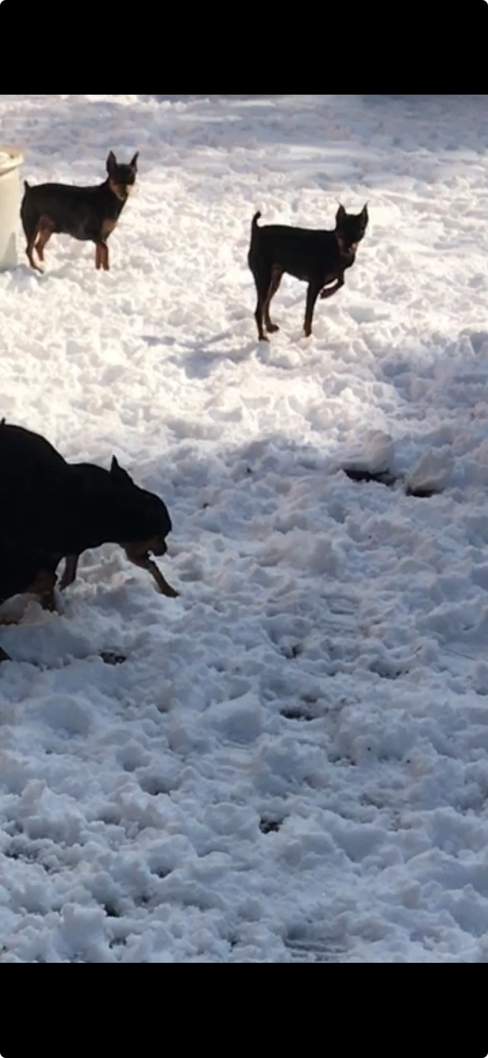 Miniature Pinscher puppy exploring the snow - MinPinKingdom
