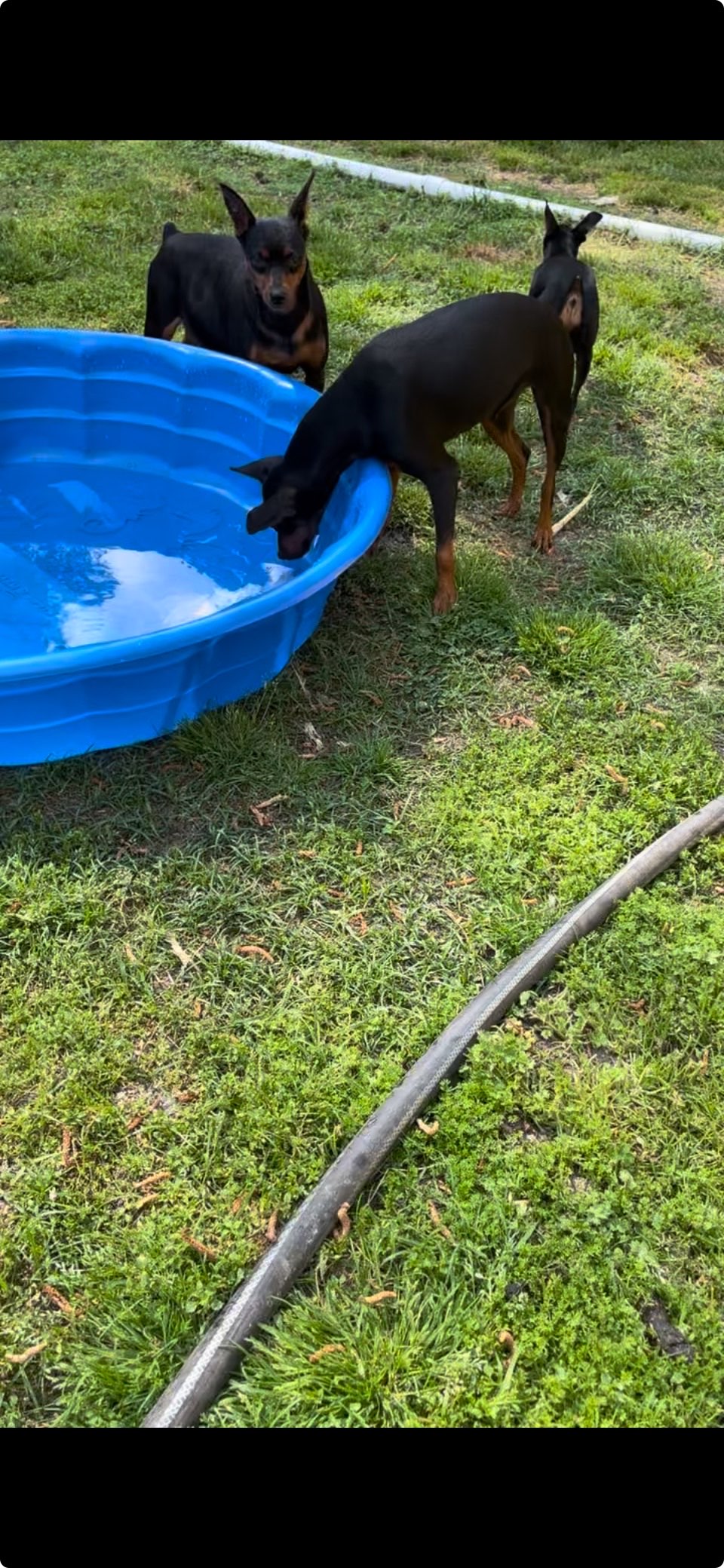 Miniature Pinscher puppy playing in the sun - MinPinKingdom