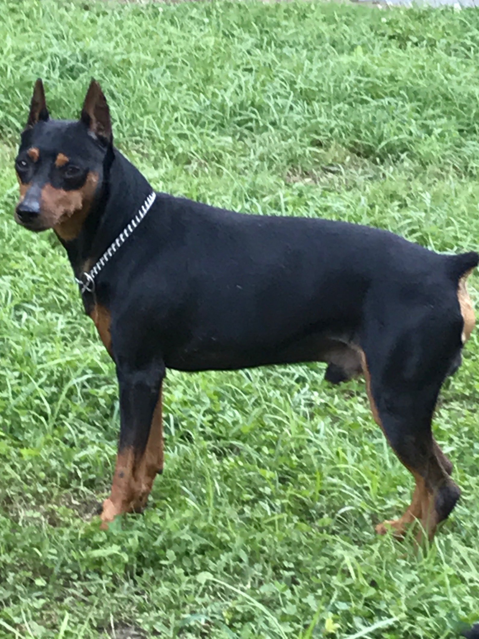 Rauf - Miniature Pinscher Grandparent Sire at MinPinKingdom