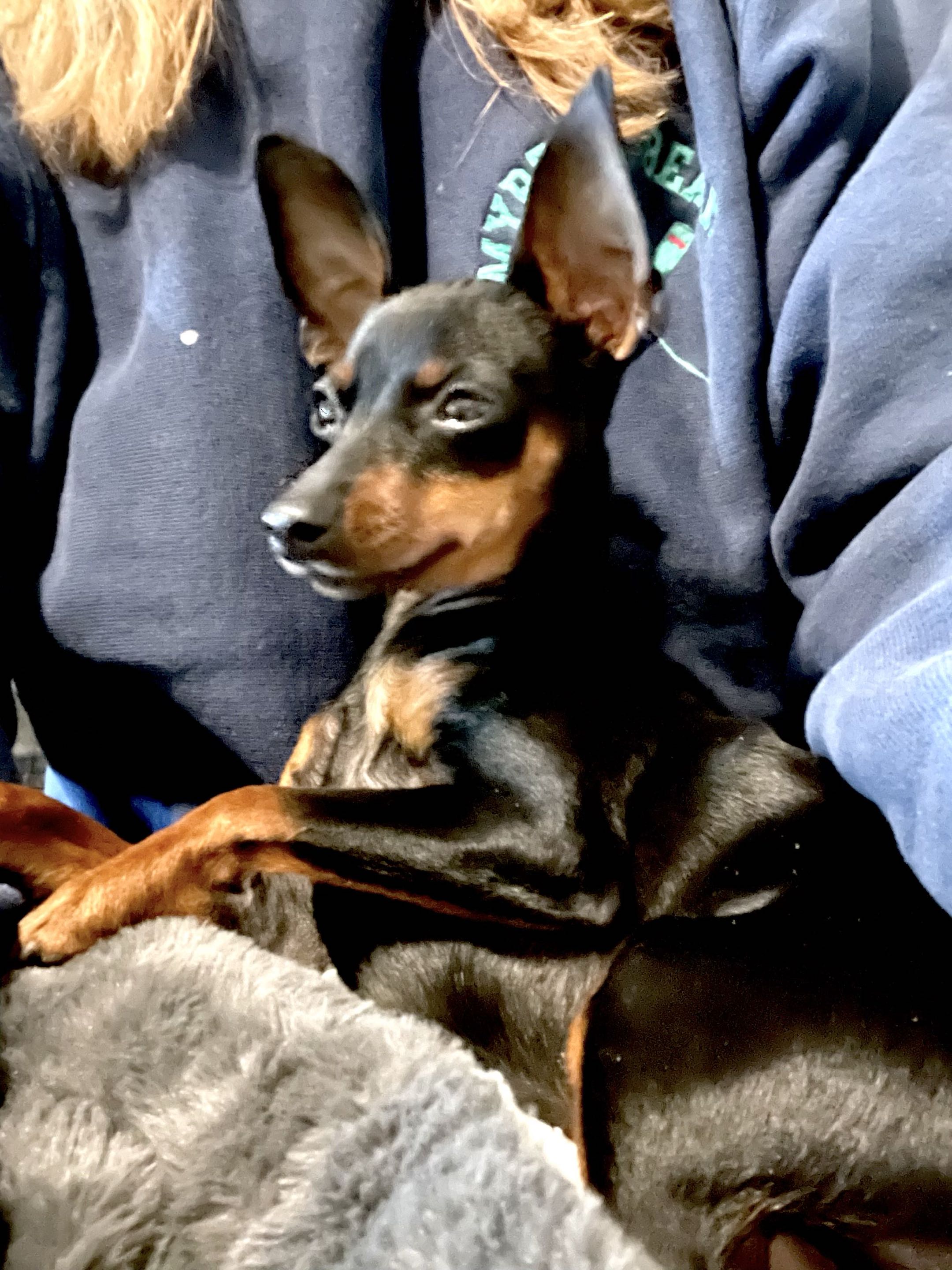 Roxy - Miniature Pinscher Grandparent Dam at MinPinKingdom