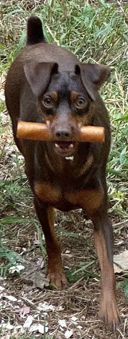 Whiskey - Miniature Pinscher Sire (Father) at MinPinKingdom